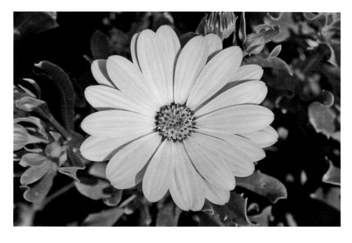 Figure 1 of US plant patent PP23139, the photograph of KLEOE10178 printed in the patent.