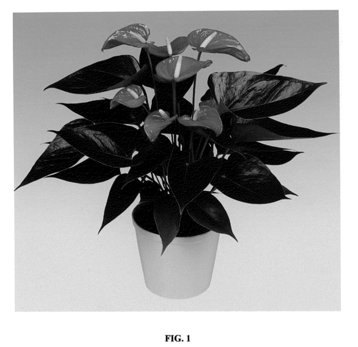 Figure 1 of US plant patent PP23140, the photograph of Anthzupap printed in the patent.