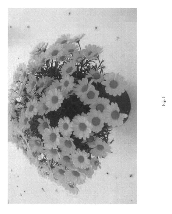 Figure 1 of US plant patent PP23142, the photograph of DARGY31 printed in the patent.