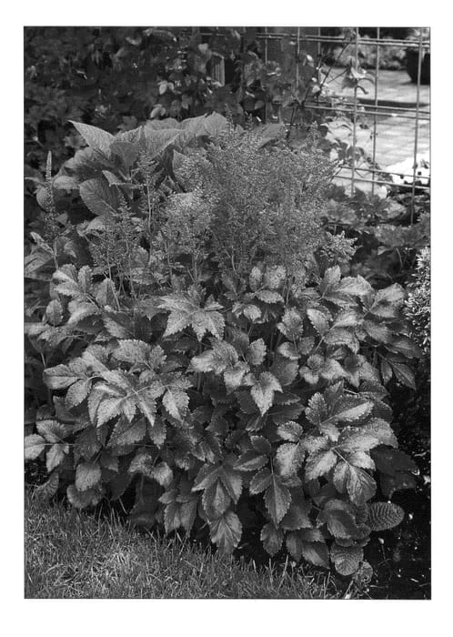 Figure 1 of US plant patent PP23143, the photograph of Versred printed in the patent.