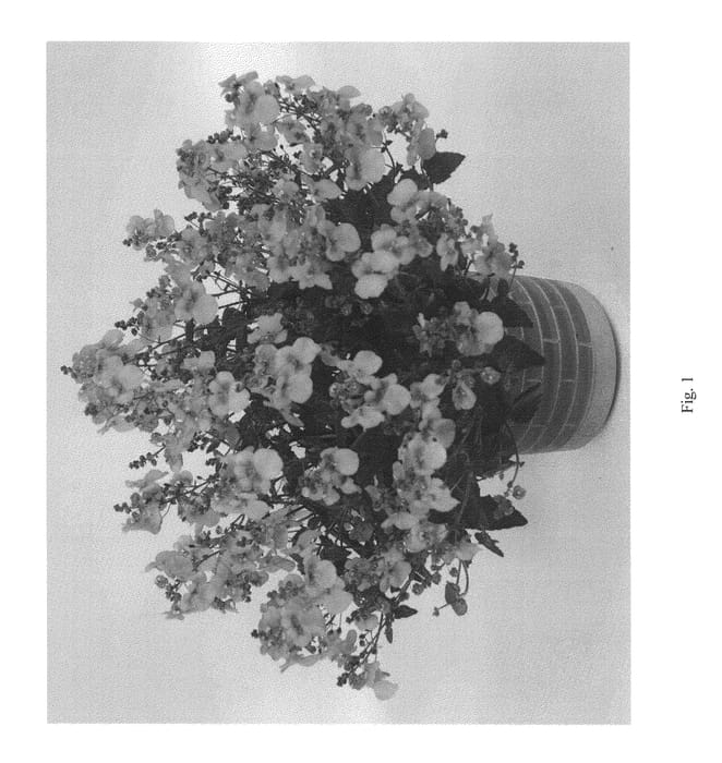Figure 1 of US plant patent PP23144, the photograph of DGENT31 printed in the patent.