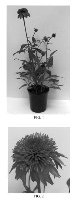 Figure 1 of US plant patent PP23145, the photograph of Balscoberr printed in the patent.