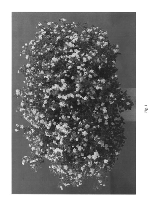 Figure 1 of US plant patent PP23146, the photograph of DANCOP41 printed in the patent.
