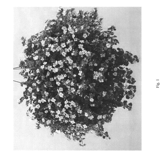 Figure 1 of US plant patent PP23147, the photograph of DANCOP40 printed in the patent.