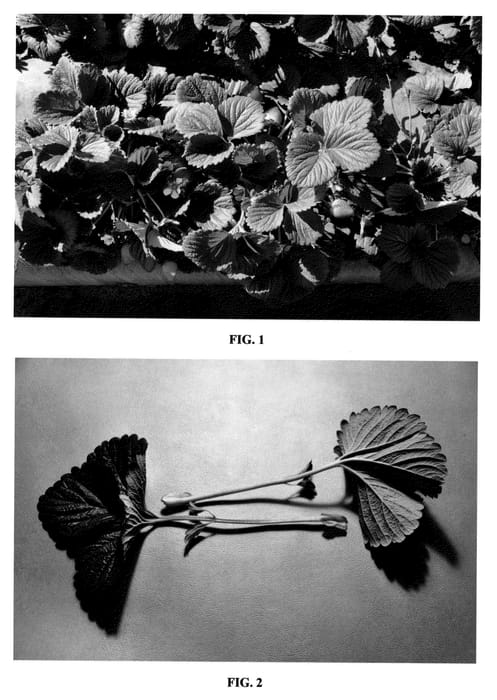 Figure 1 of US plant patent PP23148, the photograph of DrisStrawNineteen printed in the patent.