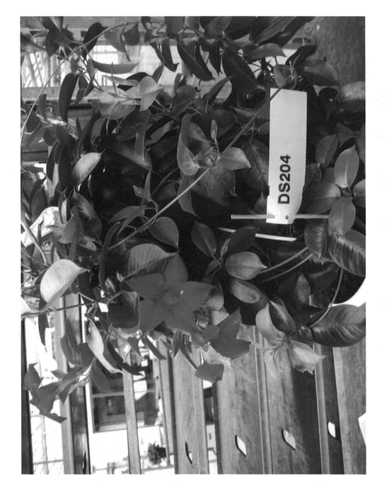 Figure 1 of US plant patent PP23149, the photograph of Gendiprote printed in the patent.