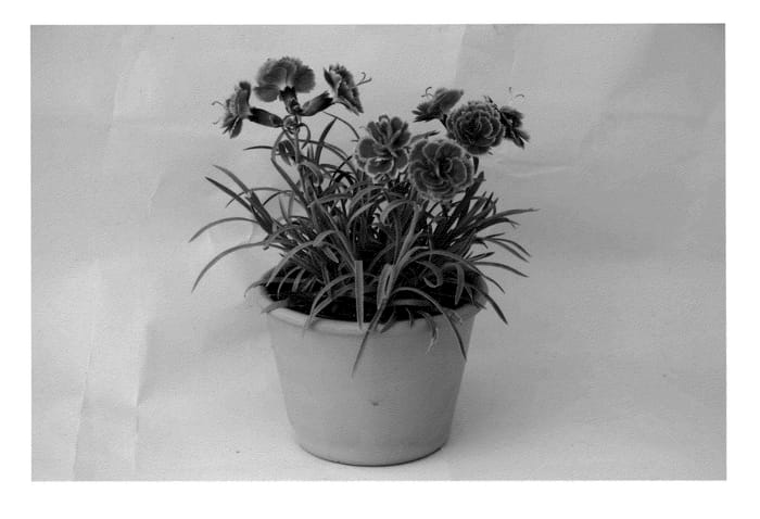 Figure 1 of US plant patent PP23150, the photograph of KLEDG11143 printed in the patent.