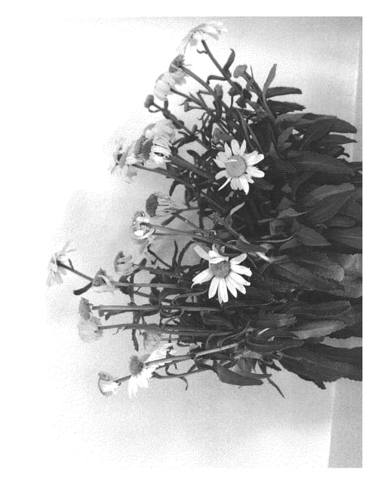 Figure 1 of US plant patent PP23151, the photograph of LWMWH03-0 printed in the patent.