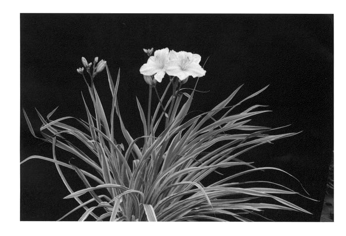 Figure 1 of US plant patent PP23154, the photograph of Striped Fantastic printed in the patent.