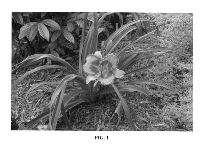Figure 1 of US plant patent PP23155, the photograph of VT Spirit printed in the patent.