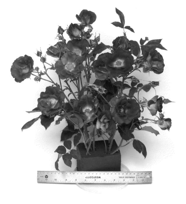 Figure 1 of US plant patent PP23158, the photograph of ORAfantanov printed in the patent.