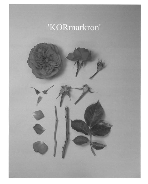 Figure 1 of US plant patent PP23159, the photograph of KORmarkron printed in the patent.
