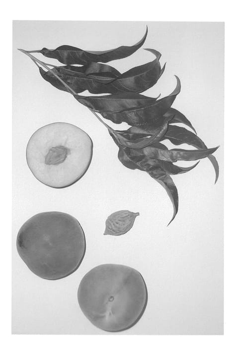 Figure 1 of US plant patent PP23160, the photograph of Burpeachtwentyseven printed in the patent.