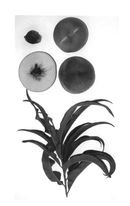 Figure 1 of US plant patent PP23161, the photograph of Burpeachtwentysix printed in the patent.