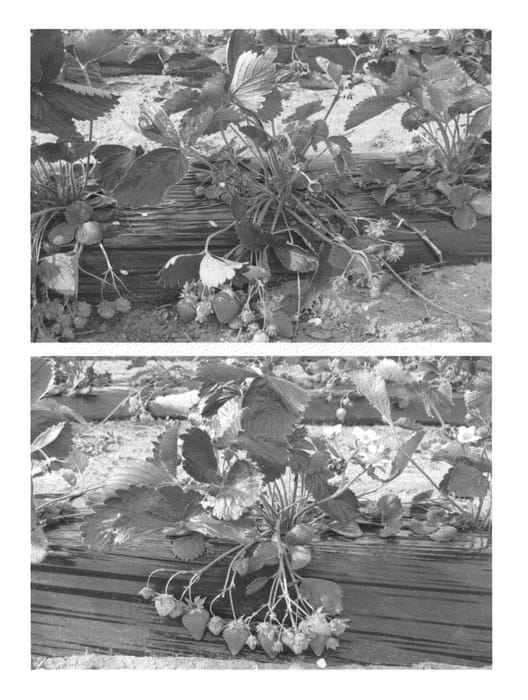 Figure 1 of US plant patent PP23162, the photograph of Flair printed in the patent.