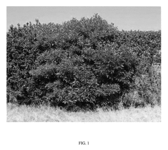 Figure 1 of US plant patent PP23163, the photograph of CLEAN n GREEN printed in the patent.