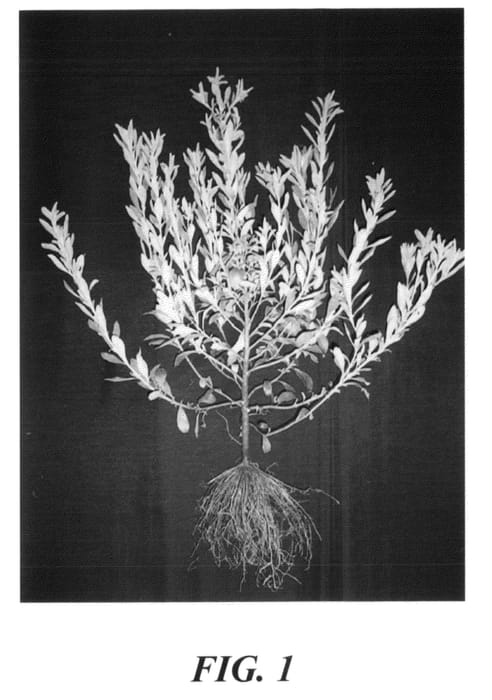 Figure 1 of US plant patent PP23164, the photograph of AKH L1 printed in the patent.