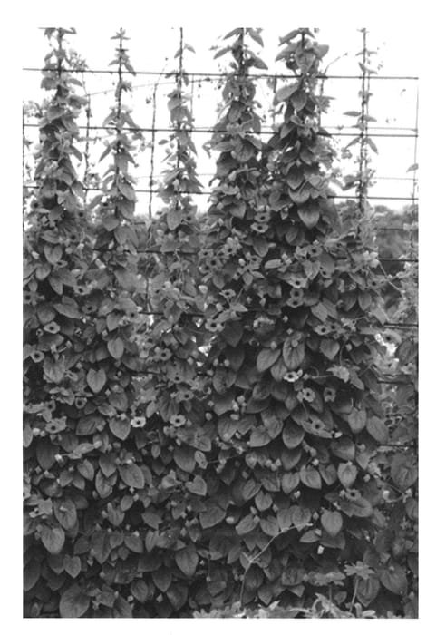 Figure 1 of US plant patent PP23165, the photograph of NEBTHU 007 printed in the patent.