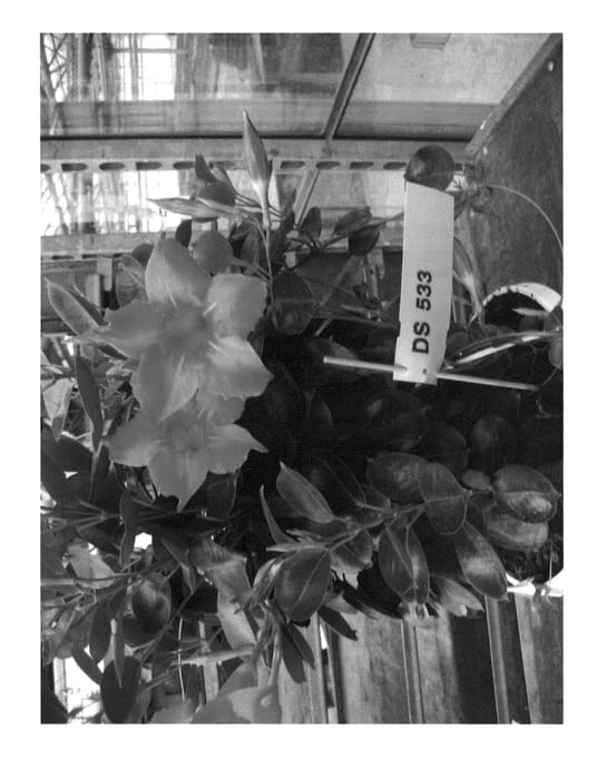 Figure 1 of US plant patent PP23166, the photograph of Gendipbic printed in the patent.
