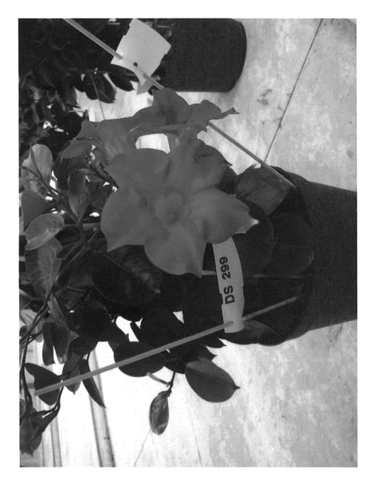 Figure 1 of US plant patent PP23167, the photograph of Gendipdark printed in the patent.