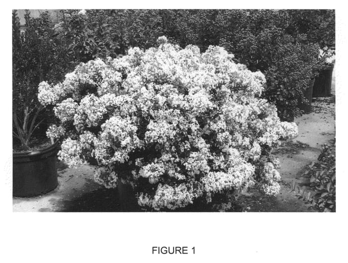 Figure 1 of US plant patent PP23168, the photograph of PIILAG-I printed in the patent.