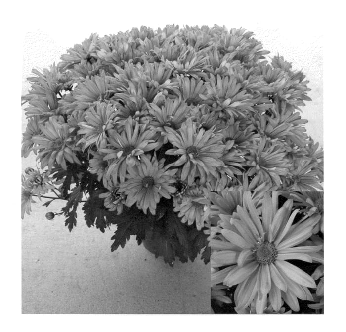 Figure 1 of US plant patent PP23169, the photograph of CIDZ0011 printed in the patent.