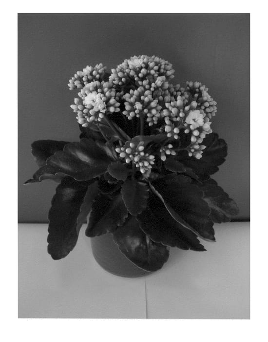 Figure 1 of US plant patent PP23170, the photograph of Don Basco printed in the patent.