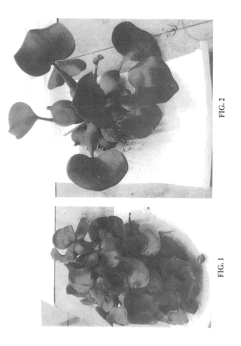 Figure 1 of US plant patent PP23171, the photograph of Johann Schoofs Sen printed in the patent.