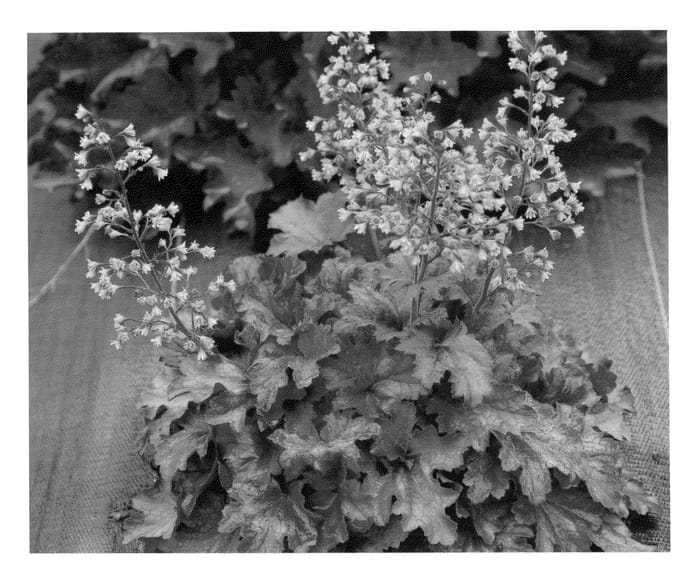 Figure 1 of US plant patent PP23173, the photograph of Root Beer printed in the patent.