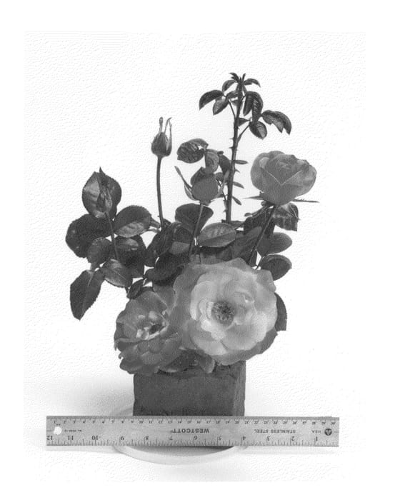 Figure 1 of US plant patent PP23174, the photograph of WEKplalajaro printed in the patent.