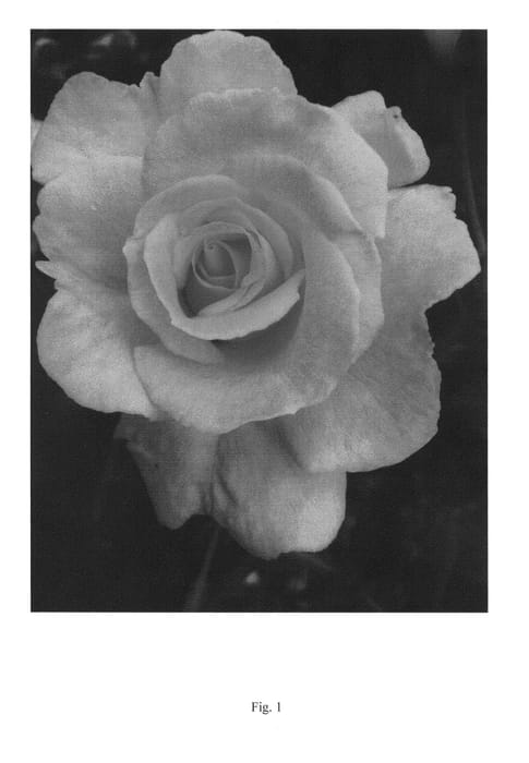 Figure 1 of US plant patent PP23175, the photograph of GRAsuper printed in the patent.