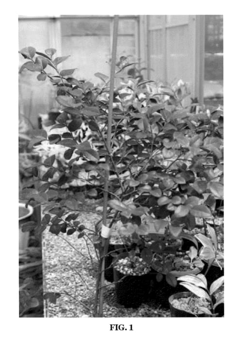 Figure 1 of US plant patent PP23176, the photograph of Kurobijin printed in the patent.
