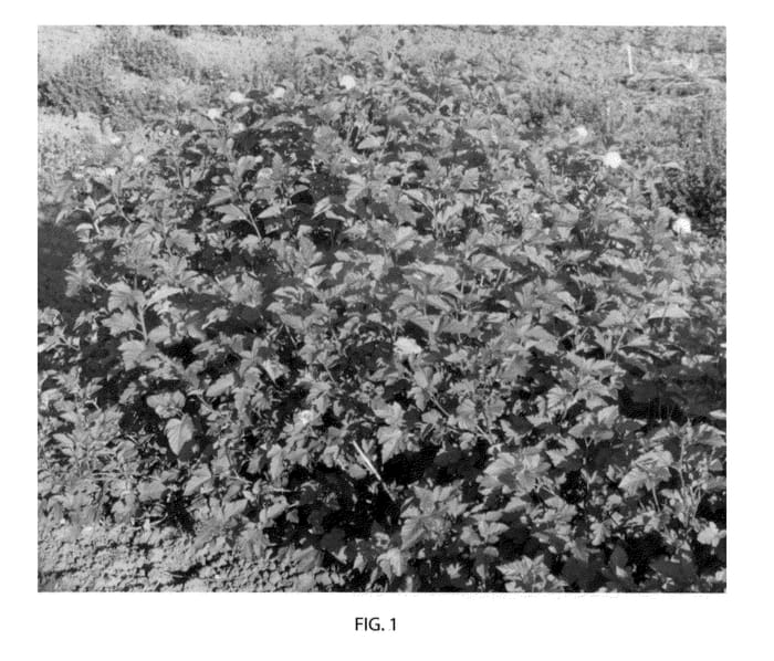 Figure 1 of US plant patent PP23177, the photograph of Jefam printed in the patent.