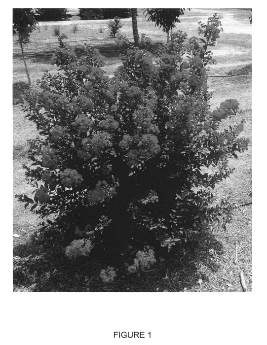 Figure 1 of US plant patent PP23178, the photograph of PIILAG-III printed in the patent.