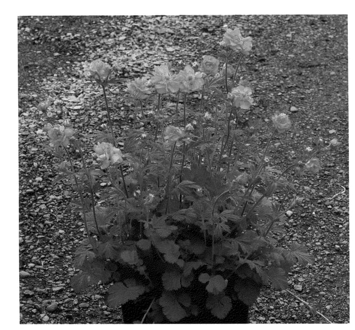 Figure 1 of US plant patent PP23179, the photograph of Fire Storm printed in the patent.