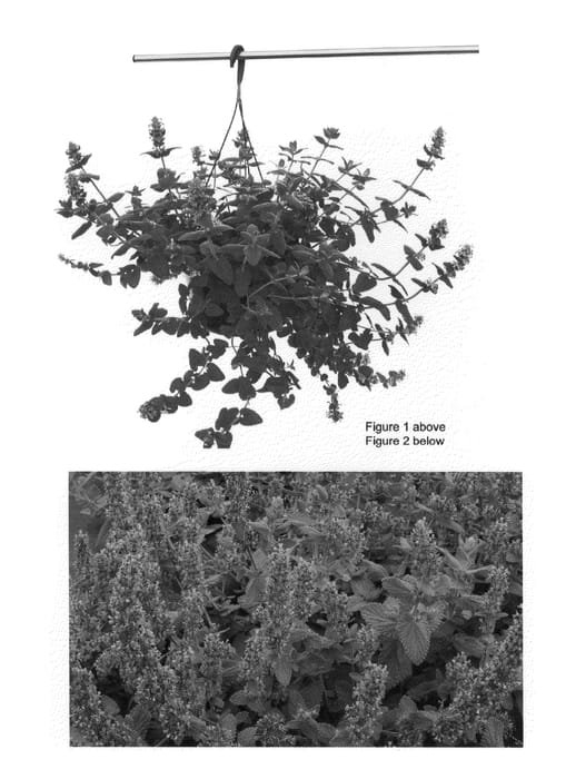 Figure 1 of US plant patent PP23180, the photograph of Purple Haze printed in the patent.