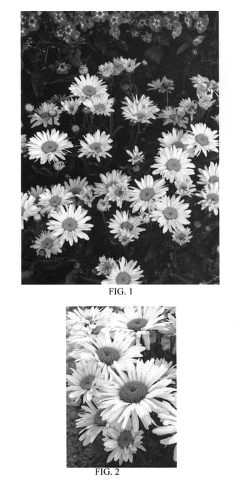 Figure 1 of US plant patent PP23181, the photograph of Banana Cream printed in the patent.