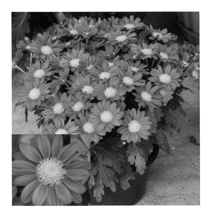 Figure 1 of US plant patent PP23182, the photograph of CIDZ0016 printed in the patent.