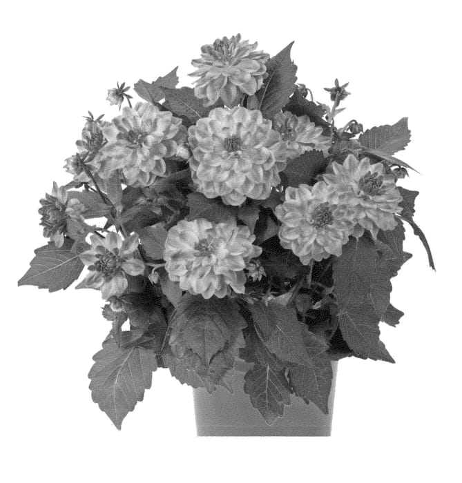 Figure 1 of US plant patent PP23183, the photograph of Fidahhyprobico printed in the patent.