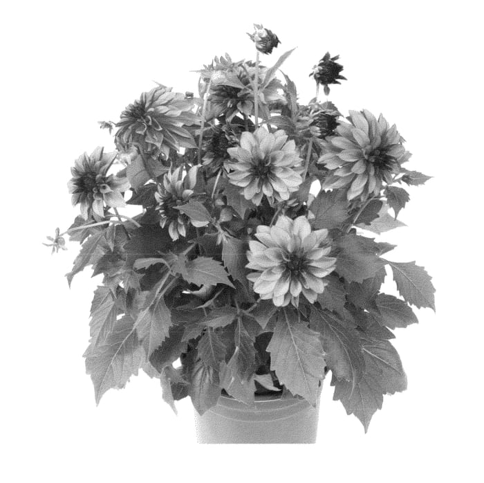 Figure 1 of US plant patent PP23184, the photograph of Fidahhypcor printed in the patent.