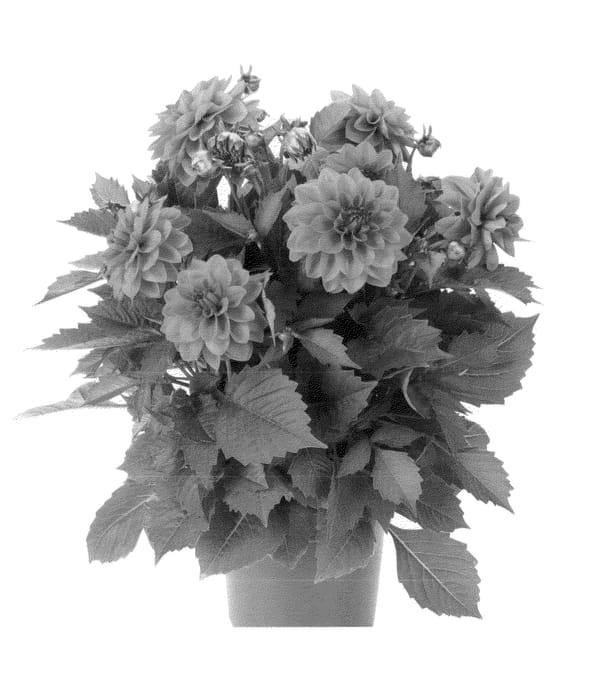 Figure 1 of US plant patent PP23185, the photograph of Fidahhyplav printed in the patent.