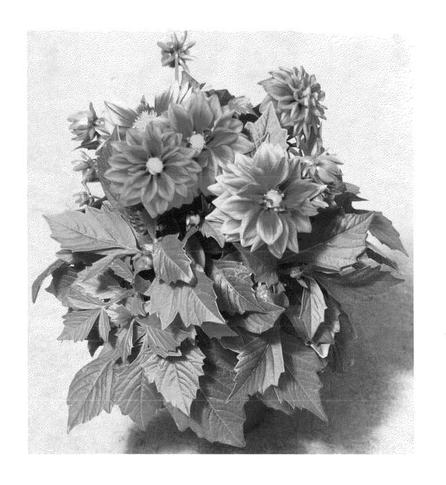 Figure 1 of US plant patent PP23186, the photograph of Fidahlouis printed in the patent.