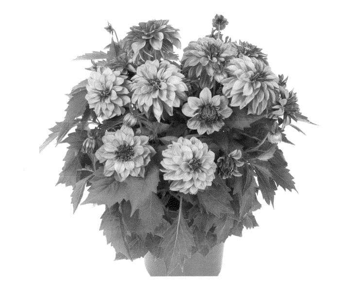 Figure 1 of US plant patent PP23187, the photograph of Fidahhyppurbico printed in the patent.
