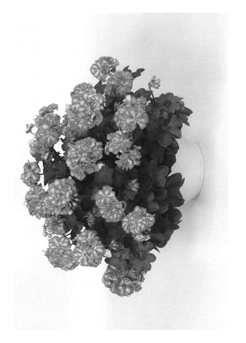 Figure 1 of US plant patent PP23188, the photograph of Pacneamex printed in the patent.