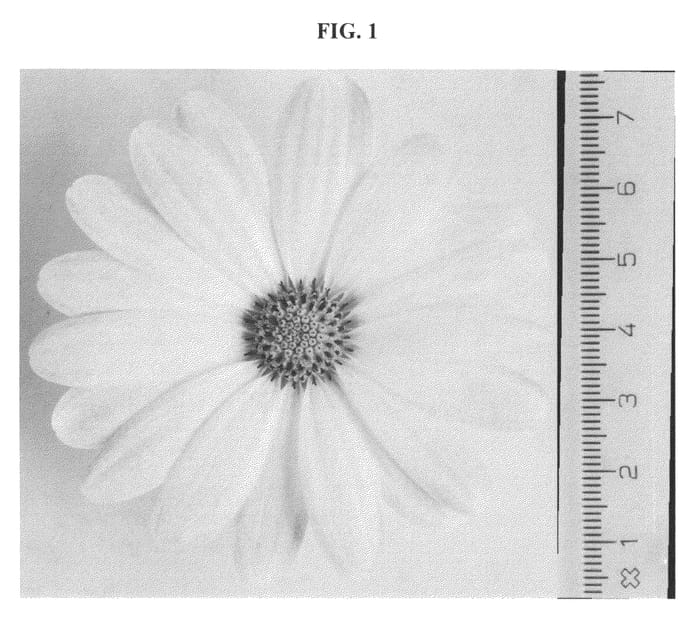 Figure 1 of US plant patent PP23189, the photograph of DAOSTYVE printed in the patent.