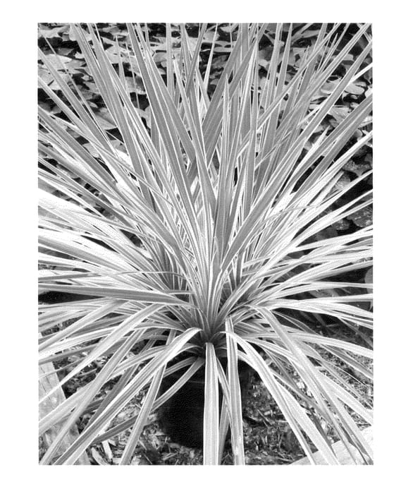 Figure 1 of US plant patent PP23190, the photograph of Spricorfantasy printed in the patent.
