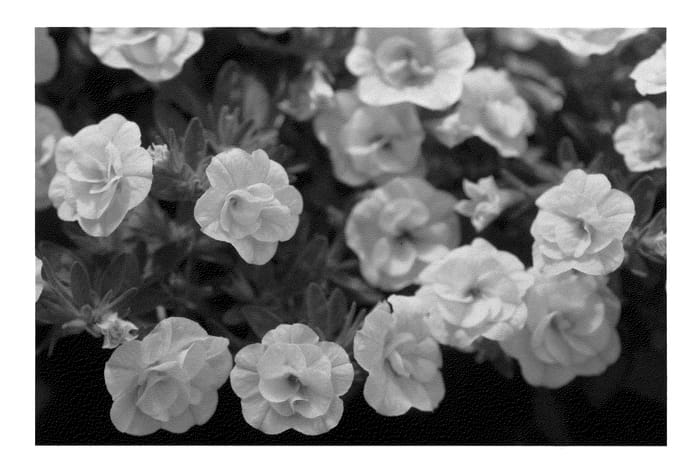 Figure 1 of US plant patent PP23191, the photograph of KLECA09204 printed in the patent.