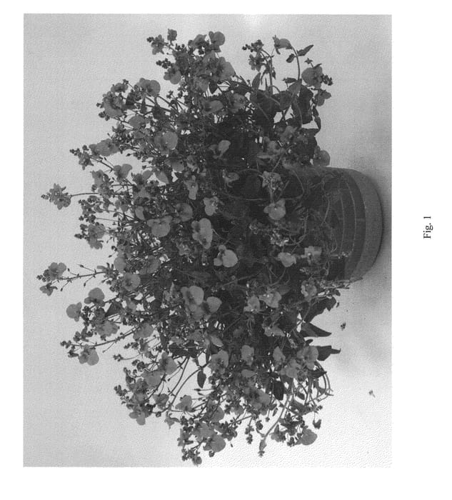 Figure 1 of US plant patent PP23192, the photograph of DGENT29 printed in the patent.