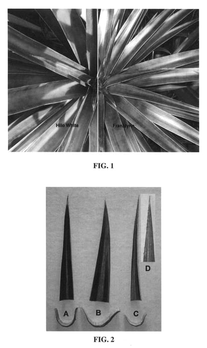 Figure 1 of US plant patent PP23193, the photograph of Franklynn printed in the patent.