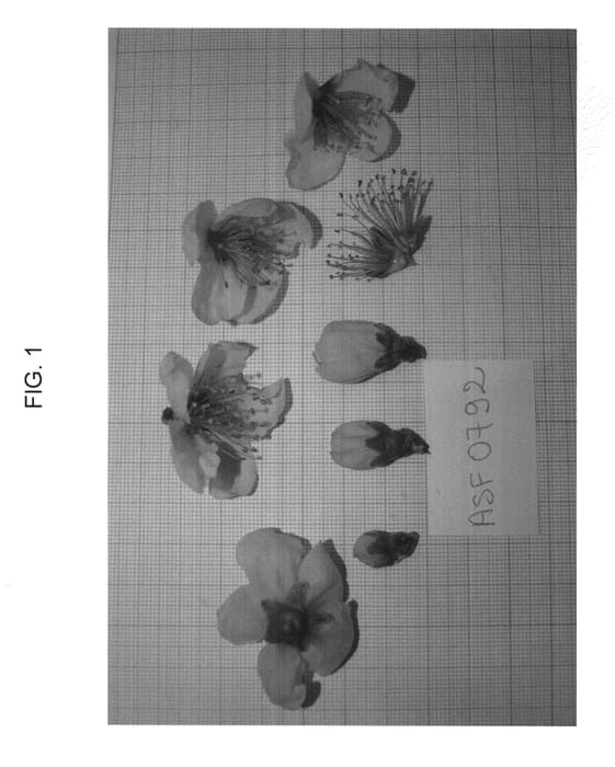 Figure 1 of US plant patent PP23194, the photograph of FLATBELLA printed in the patent.